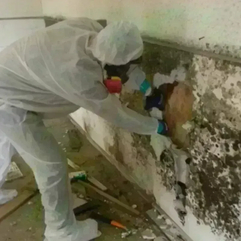 Mold Remediation and Removal in Seven Oaks, SC